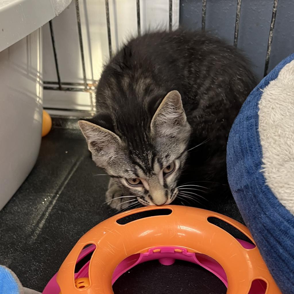 Huey, a Adoptable Domestic Short Hair in Carroll, IA image 1/3