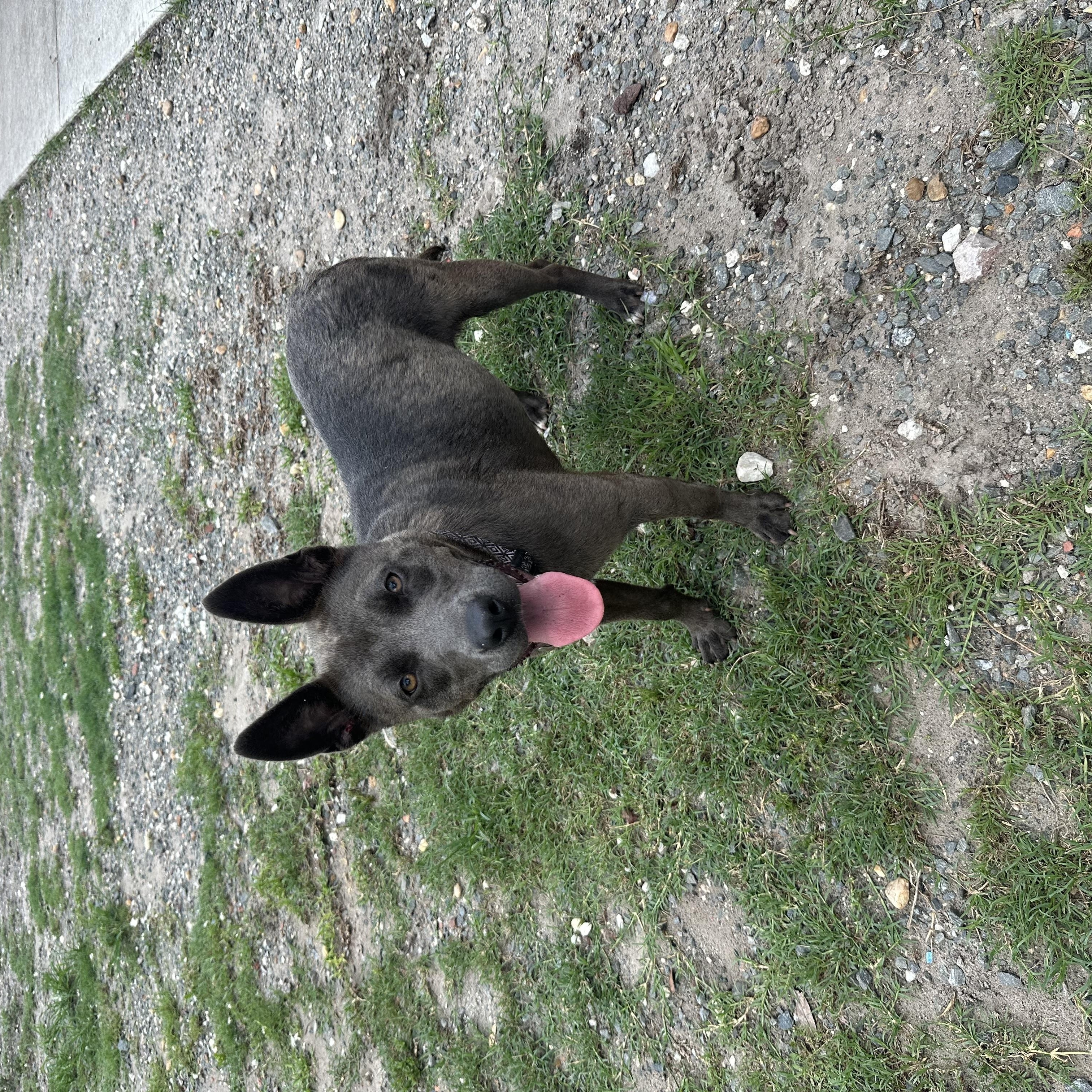 Enlarge Jazzy, a Adoptable mixed breed in Parrish, FL image 3/6