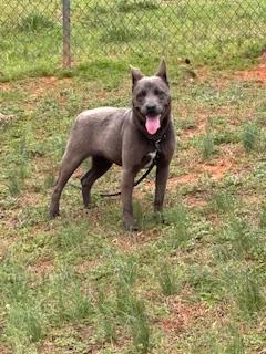 Enlarge Jazzy - Foster Needed, a Adoptable mixed breed in Parrish, FL image 1/6