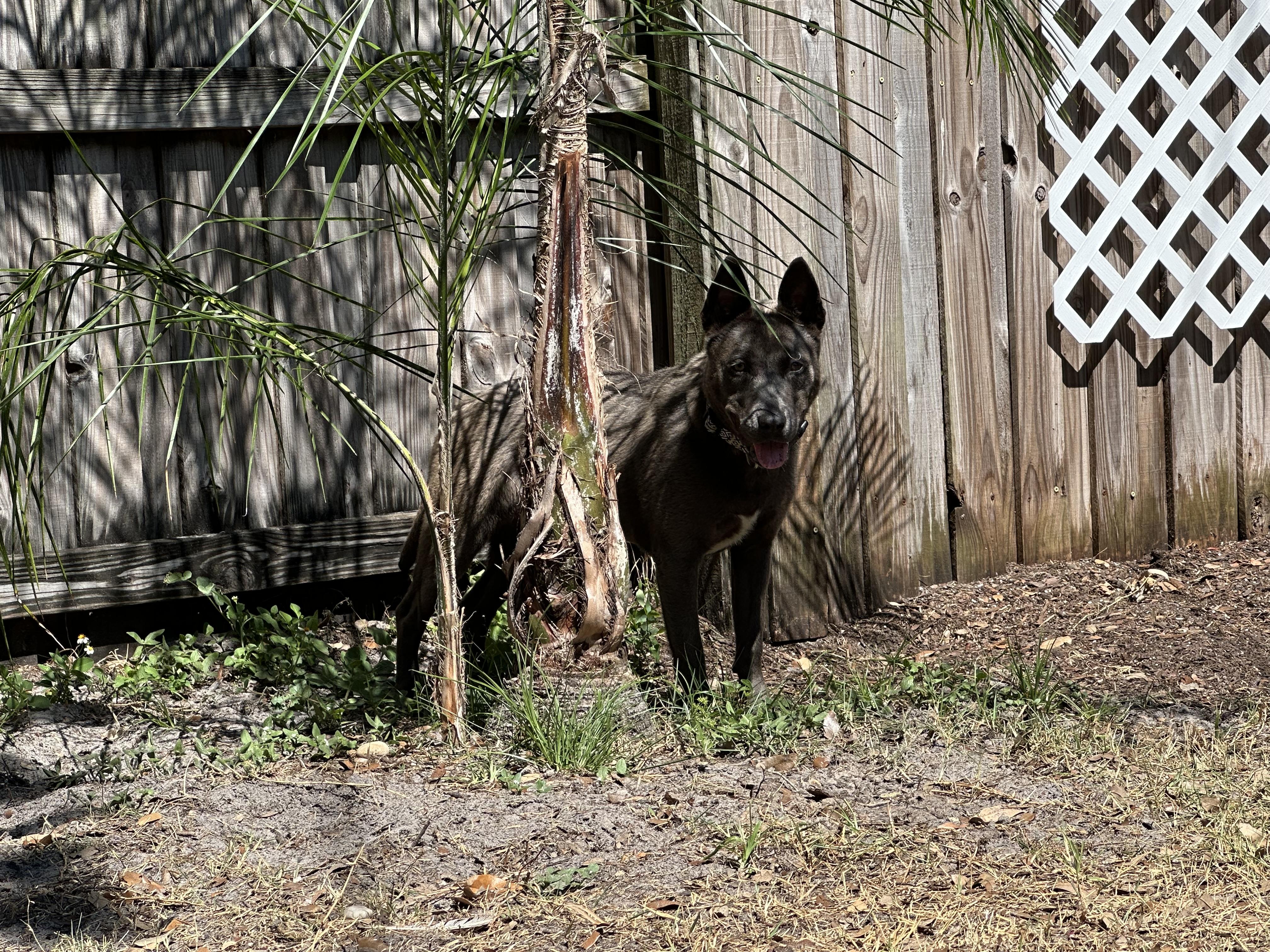 Enlarge Jazzy - Foster Needed, a Adoptable mixed breed in Parrish, FL image 2/6