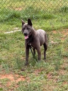 Enlarge Jazzy - Foster Needed, a Adoptable mixed breed in Parrish, FL image 4/6