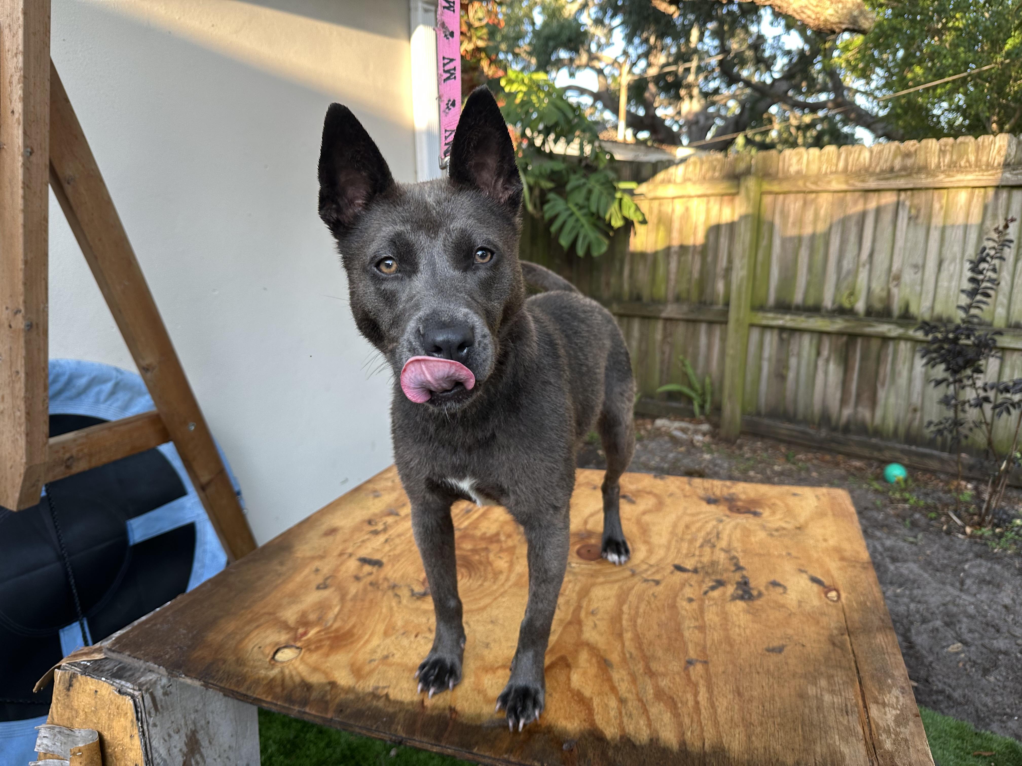 Enlarge Jazzy - Foster Needed, a Adoptable mixed breed in Parrish, FL image 5/6