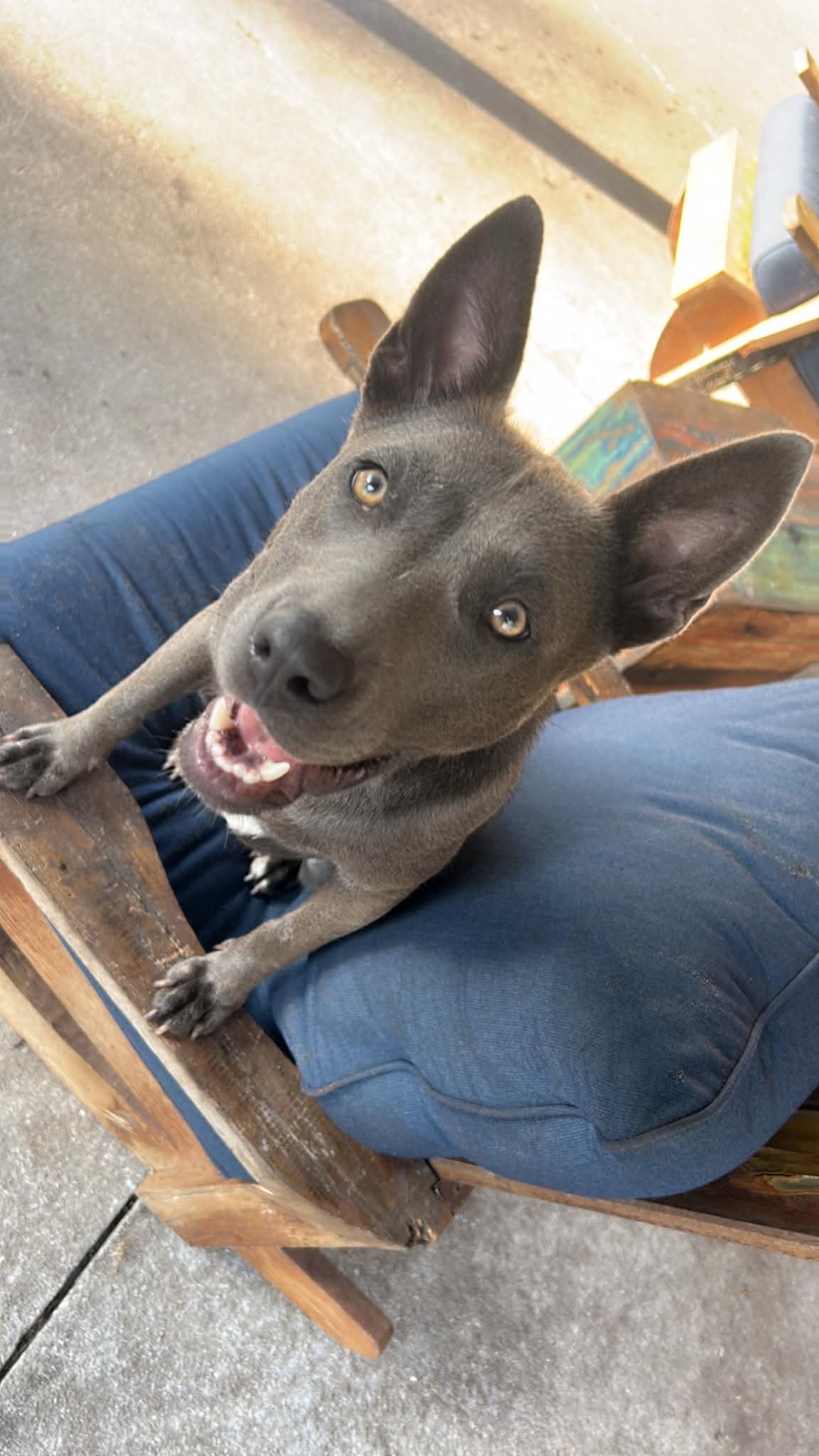 Enlarge Jazzy, a Adoptable mixed breed in Parrish, FL image 2/6