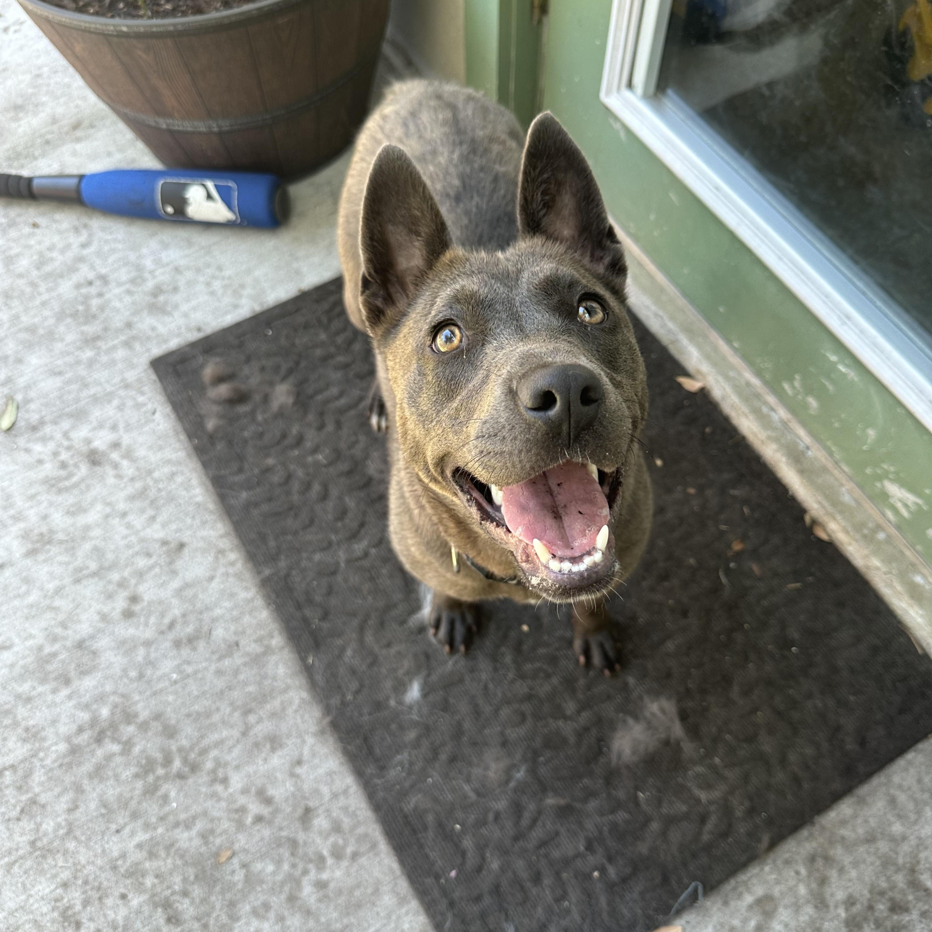 Enlarge Jazzy, a Adoptable mixed breed in Parrish, FL image 6/6