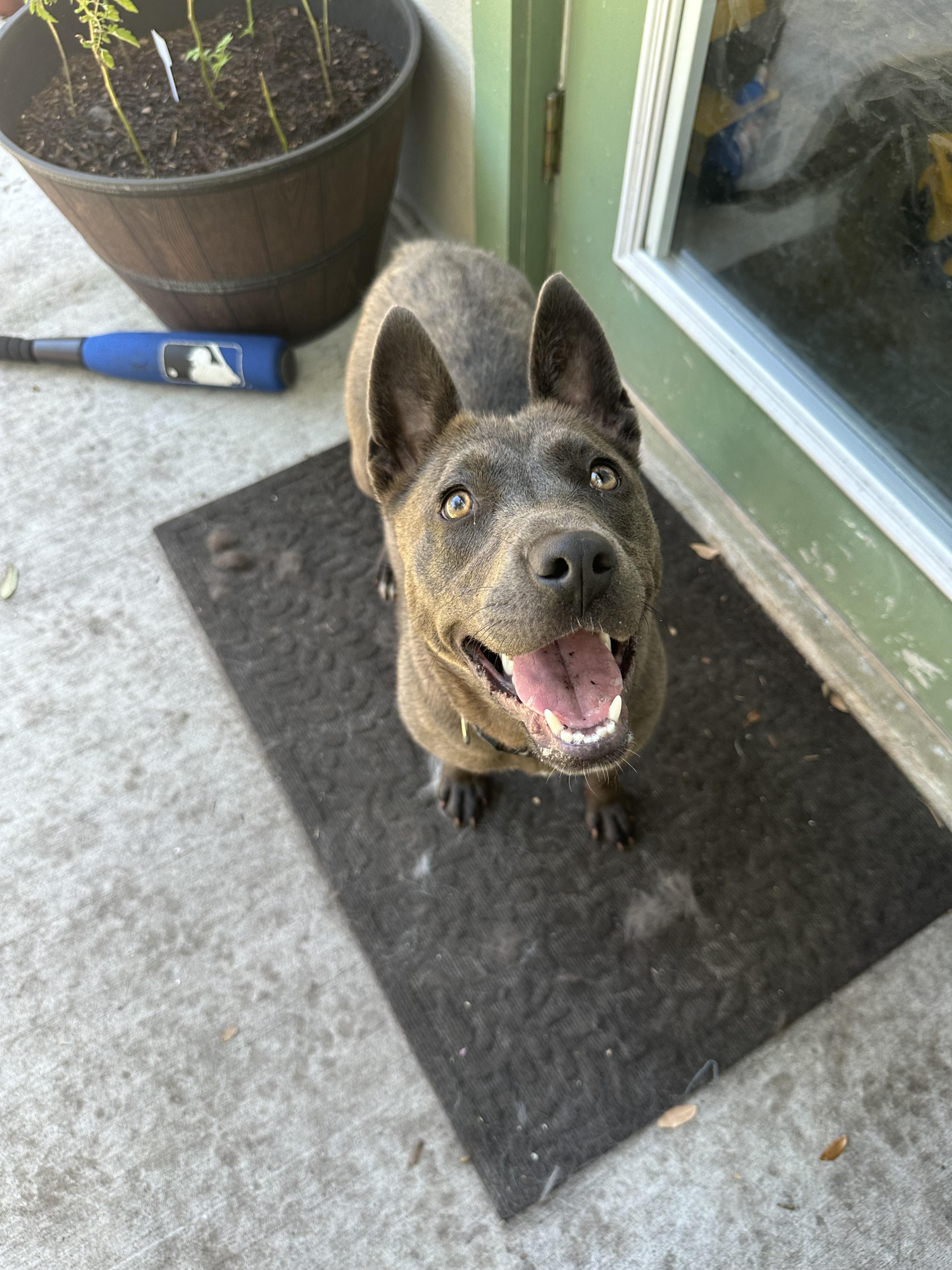 Enlarge Jazzy - Foster Needed, a Adoptable mixed breed in Parrish, FL image 6/6