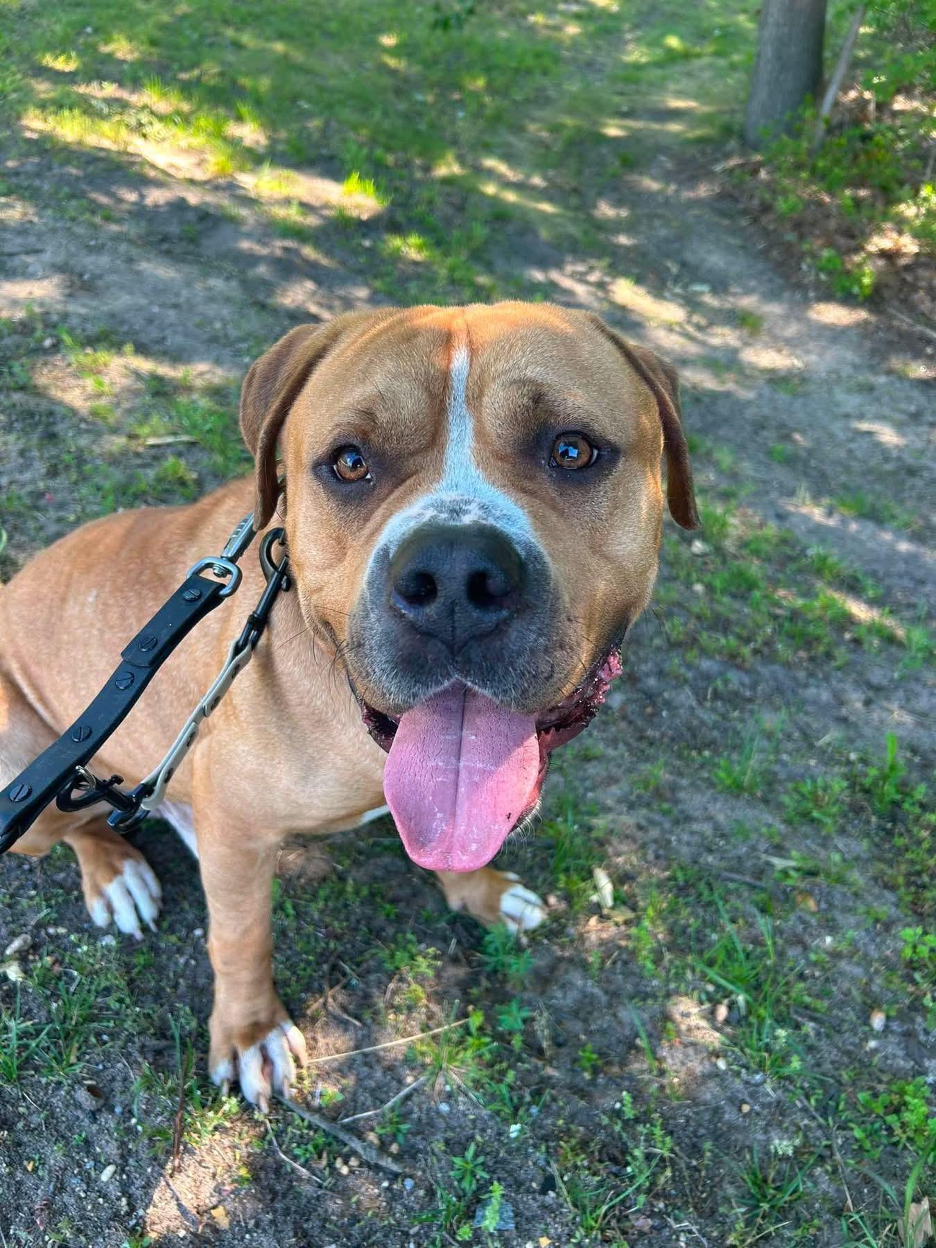 Tony Soprano, a ADOPTABLE mixed breed in Jackson , NJ image 2/6