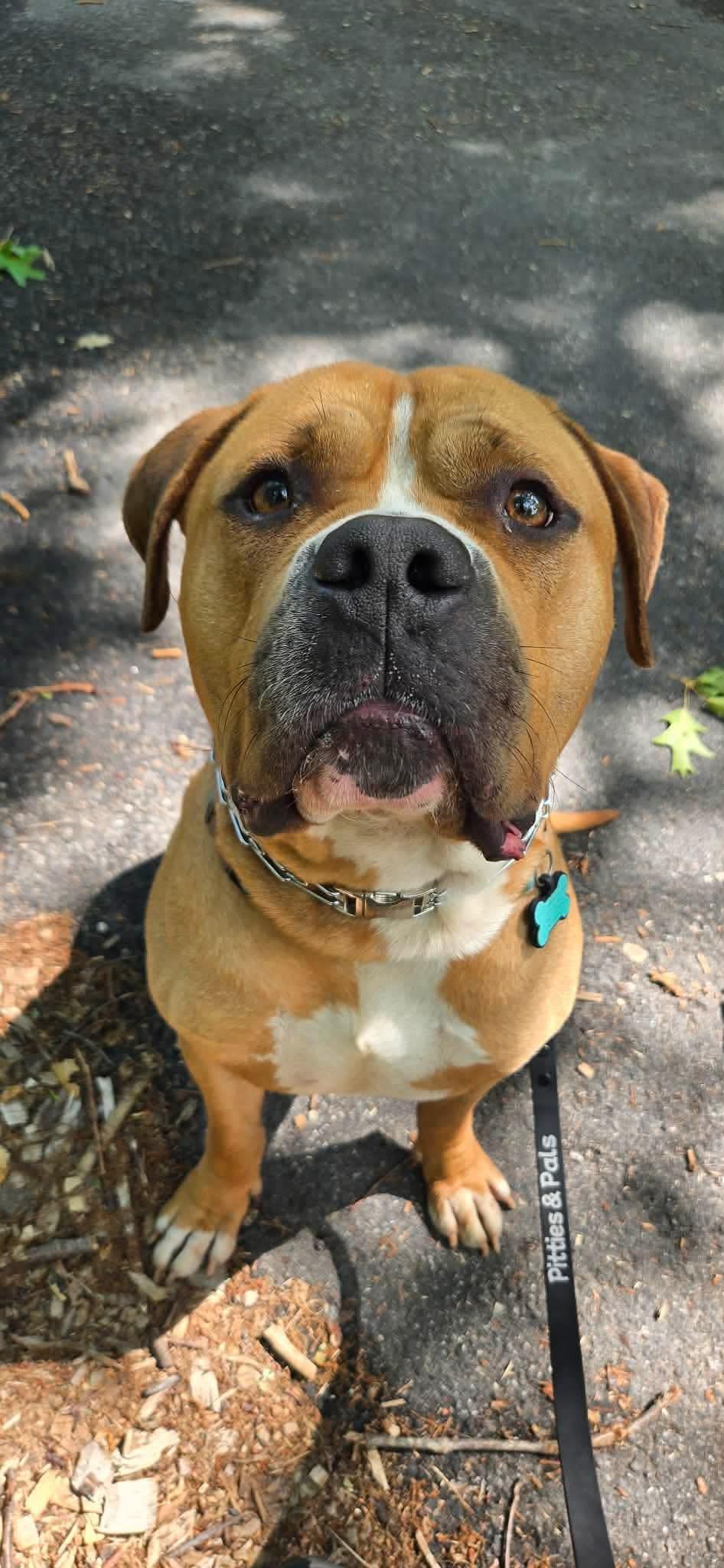 Tony Soprano, a ADOPTABLE mixed breed in Jackson , NJ image 3/6