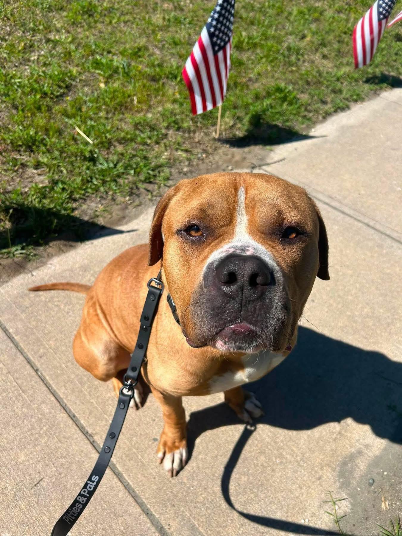 Tony Soprano, a ADOPTABLE mixed breed in Jackson , NJ image 4/6