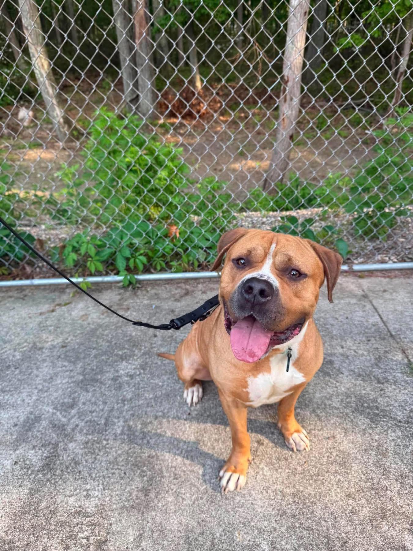 Tony Soprano, a ADOPTABLE mixed breed in Jackson , NJ image 5/6