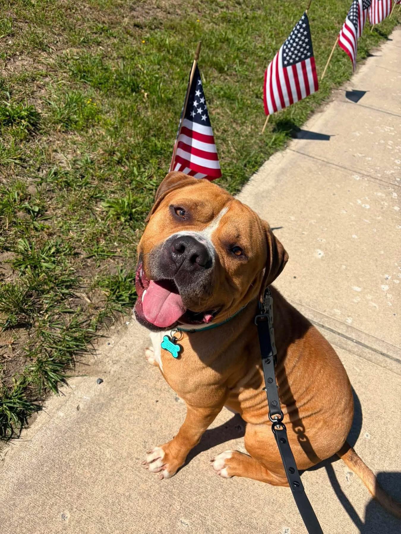Tony Soprano, a ADOPTABLE mixed breed in Jackson , NJ image 6/6