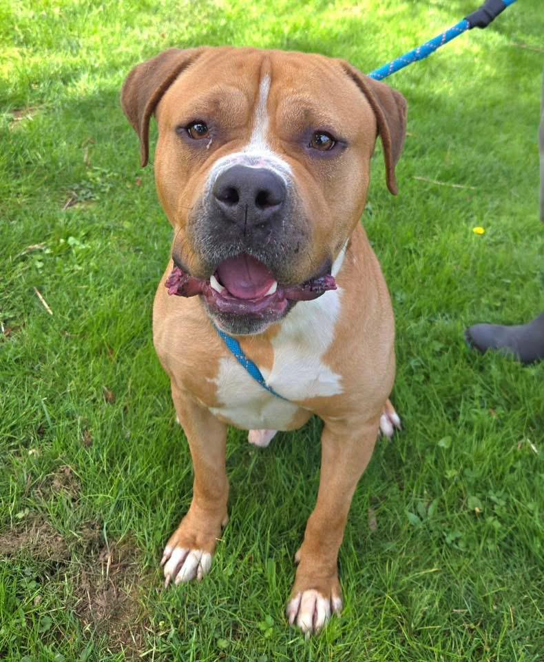 Tony Soprano, a ADOPTABLE mixed breed in Jackson , NJ image 1/6