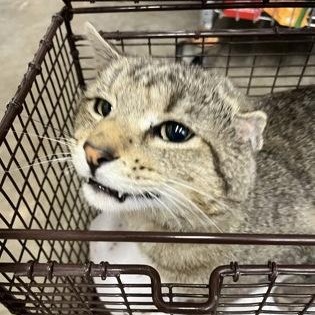 Enlarge Kodiak, an adopted mixed breed in Rapid City, SD image 1/1