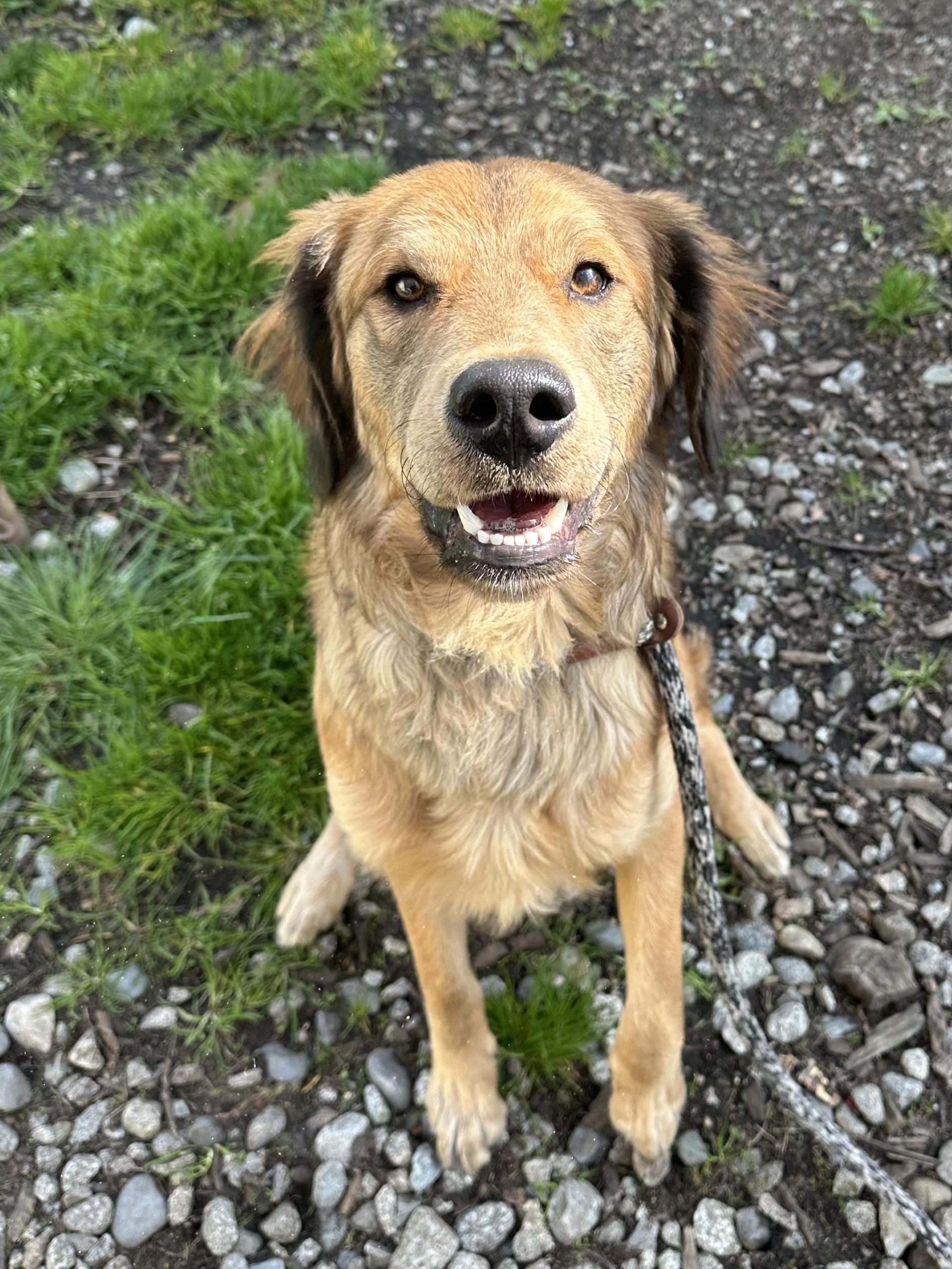 Enlarge Bear - APPLICATIONS CLOSED, an adoption pending mixed breed in Vancouver, BC image 4/6