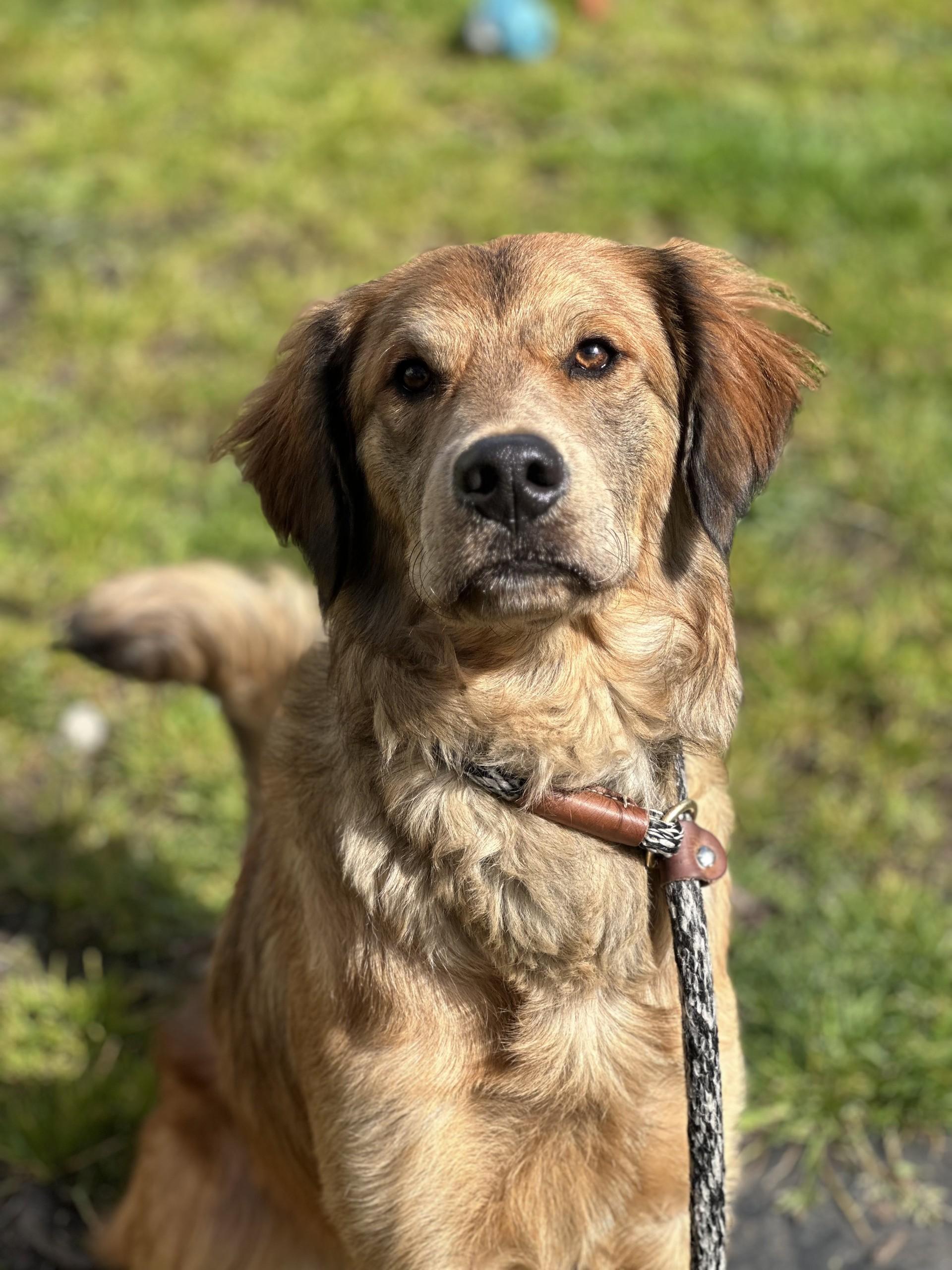 Bear - Applications Closed, Adoptable, Young Male Golden Retriever & Australian Cattle Dog / Blue Heeler.