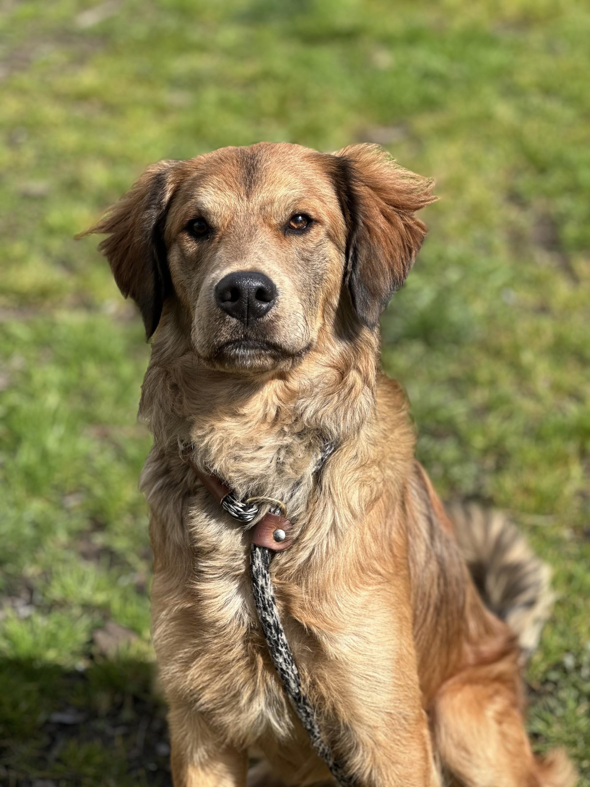 Enlarge Bear - APPLICATIONS CLOSED, an adoption pending mixed breed in Vancouver, BC image 6/6