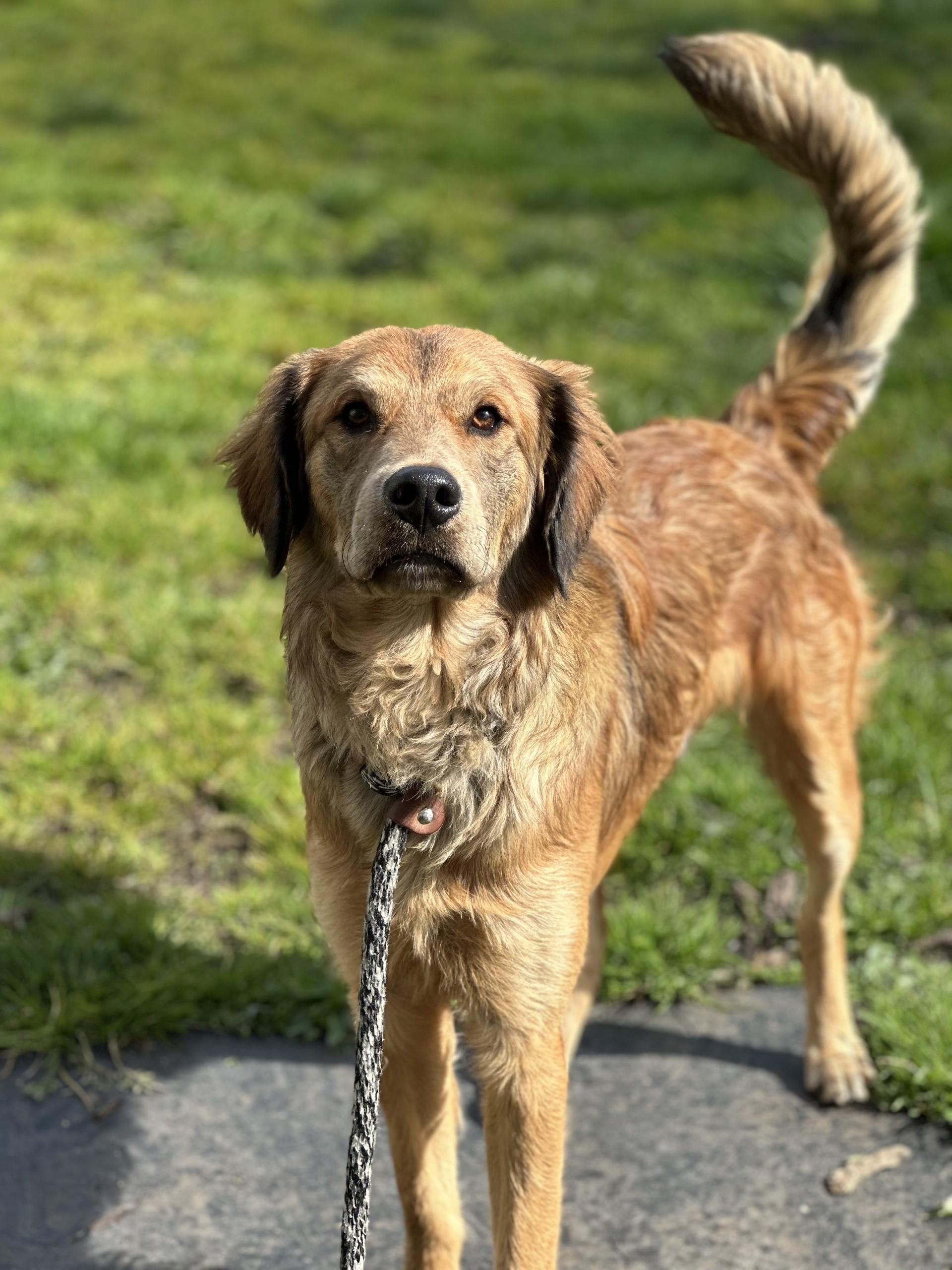 Enlarge Bear - APPLICATIONS CLOSED, an adoption pending mixed breed in Vancouver, BC image 2/6