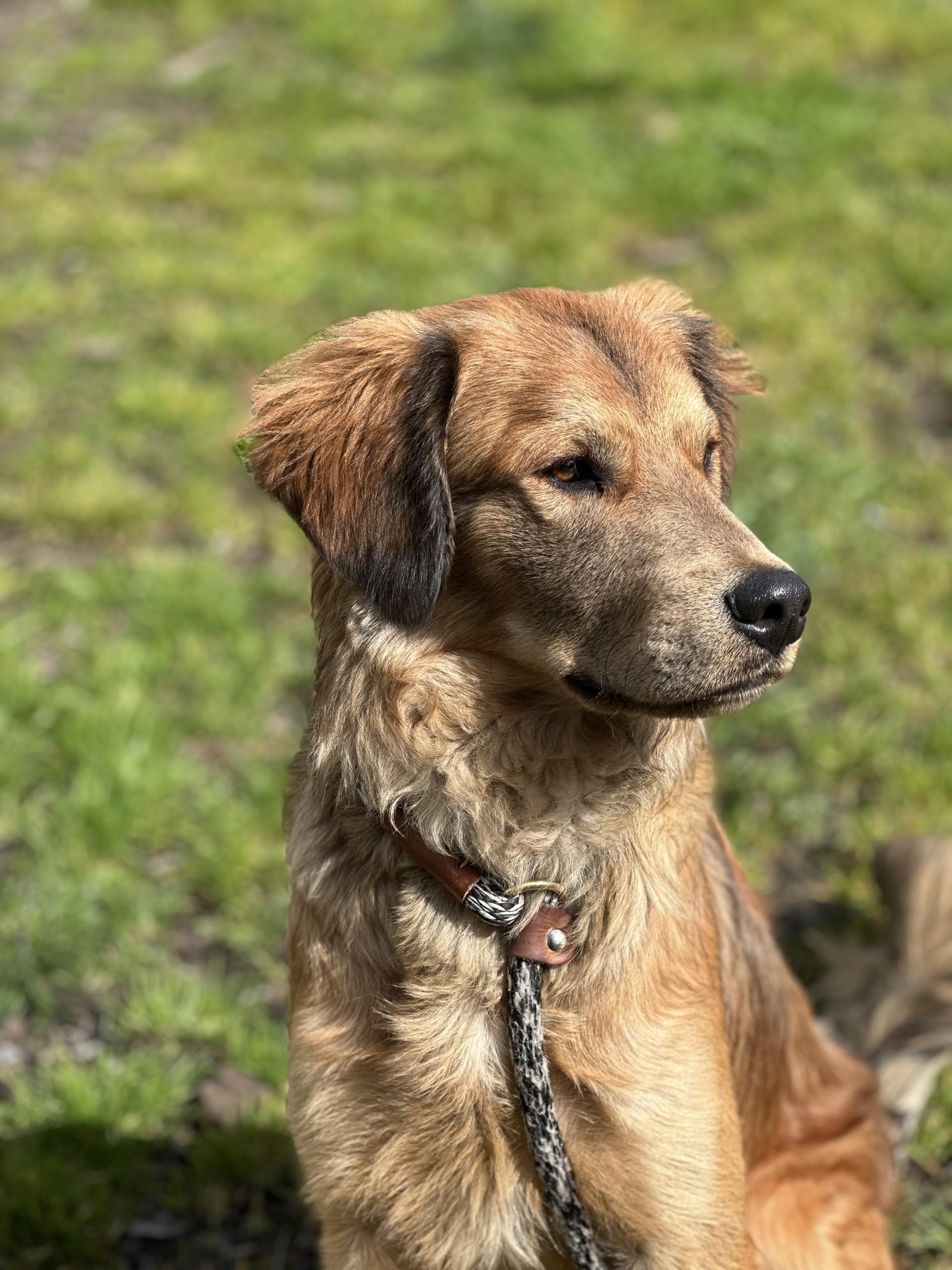 Enlarge Bear - APPLICATIONS CLOSED, an adoption pending mixed breed in Vancouver, BC image 3/6