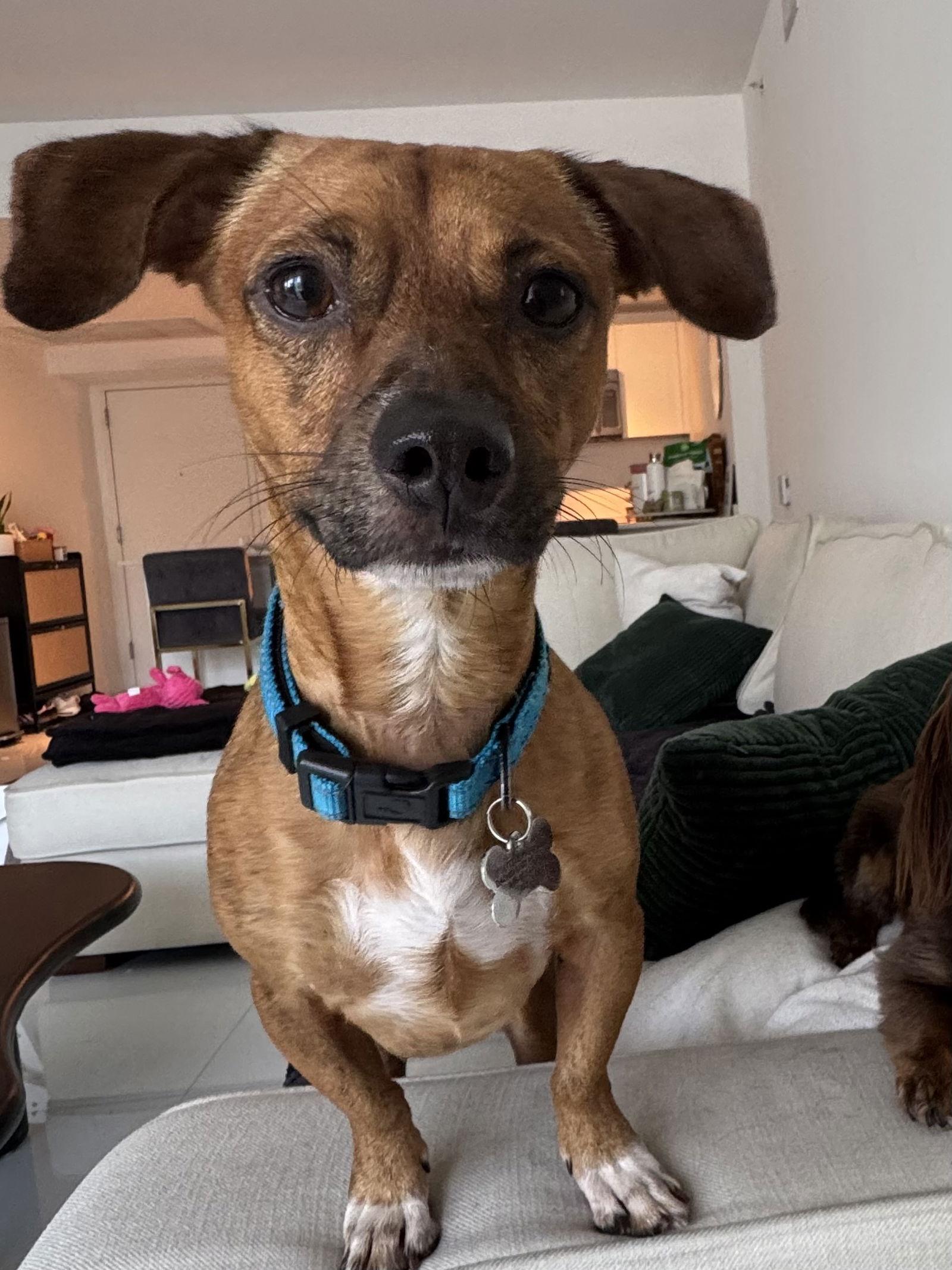 Tobi, Adopted, Young Male Dachshund & Chihuahua.