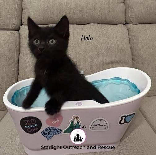 Enlarge Halo, a ADOPTABLE American Shorthair in Alvin, TX image 1/1