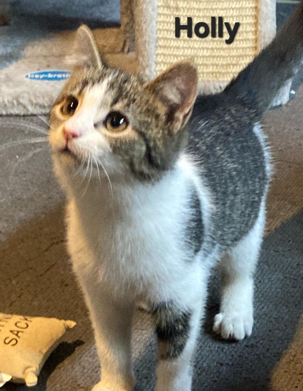 Enlarge Holly, an adopted Domestic Short Hair in Euclid, OH image 2/2