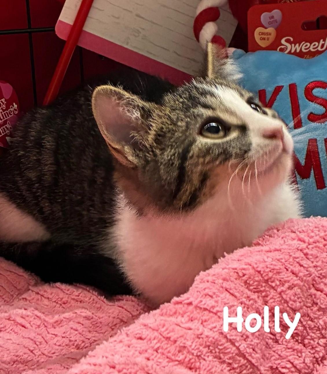 Enlarge Holly, an adopted Domestic Short Hair in Euclid, OH image 1/2
