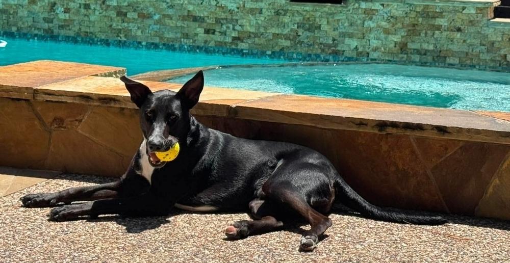 STANLEY, Adoptable, Young Male Labrador Retriever.
