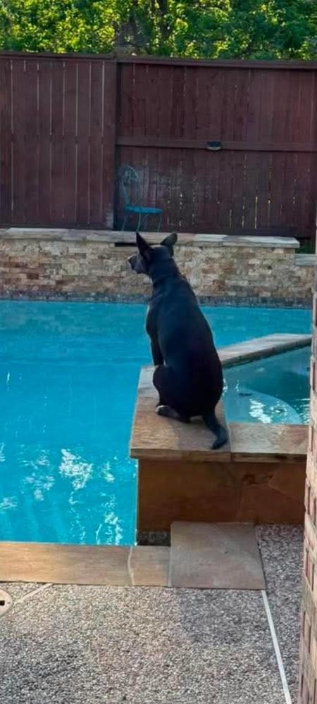 Enlarge STANLEY, a Adoptable mixed breed in Richmond, TX image 2/5