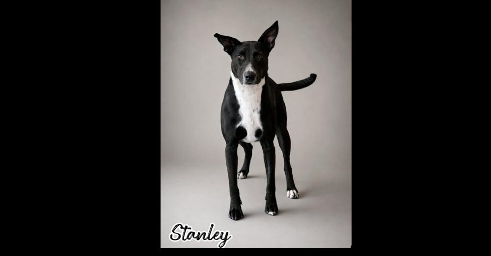 Enlarge STANLEY, a Adoptable mixed breed in Richmond, TX image 3/5