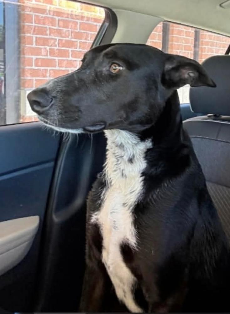 Enlarge STANLEY, a Adoptable mixed breed in Richmond, TX image 4/5