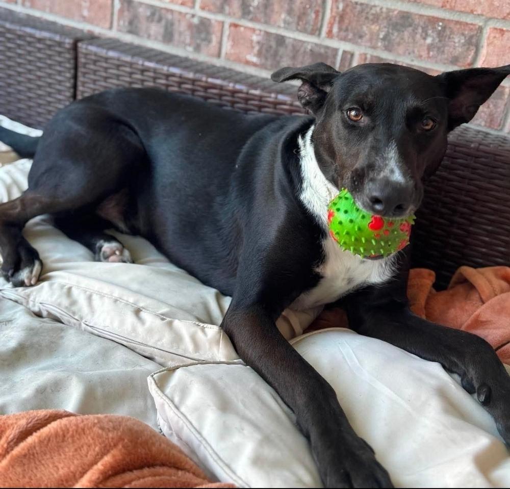 Enlarge STANLEY, a Adoptable mixed breed in Richmond, TX image 5/5
