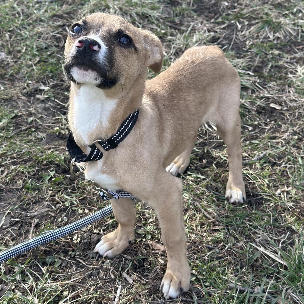 Cheddar, a Adoptable Mixed Breed in Hinsdale, IL image 2/3