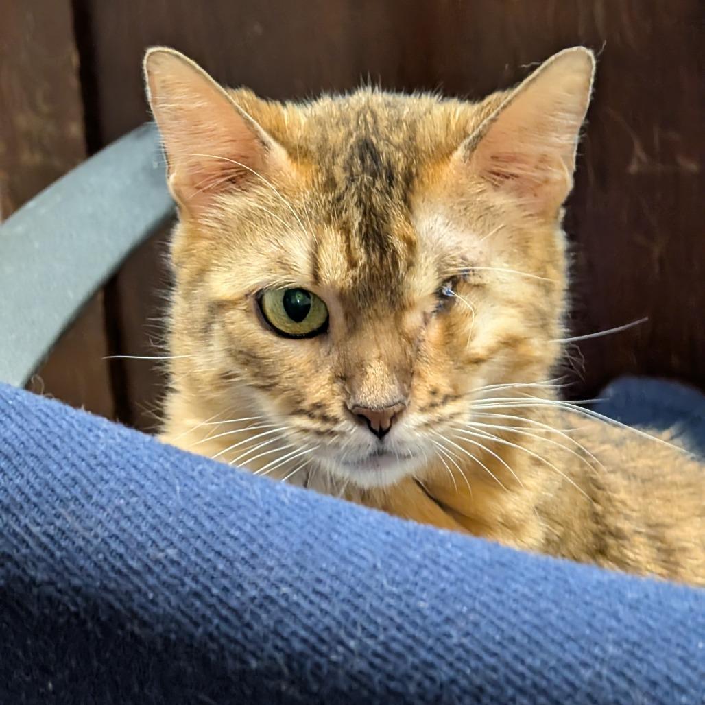 Binx, Adoptable, Adult Female Bengal.