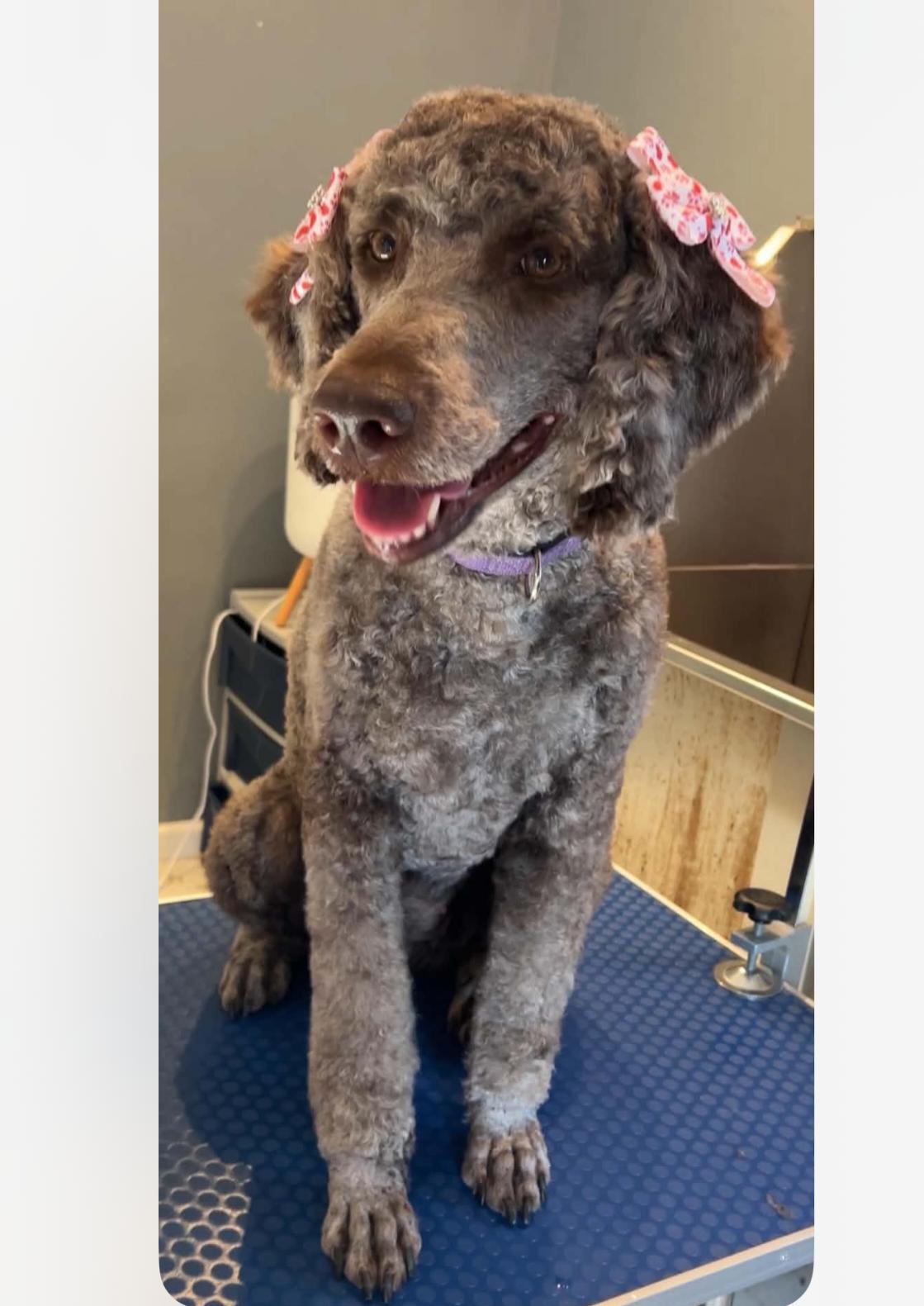 Enlarge MILLIE 375, a ADOPTABLE mixed breed in Milwaukee, WI image 3/3