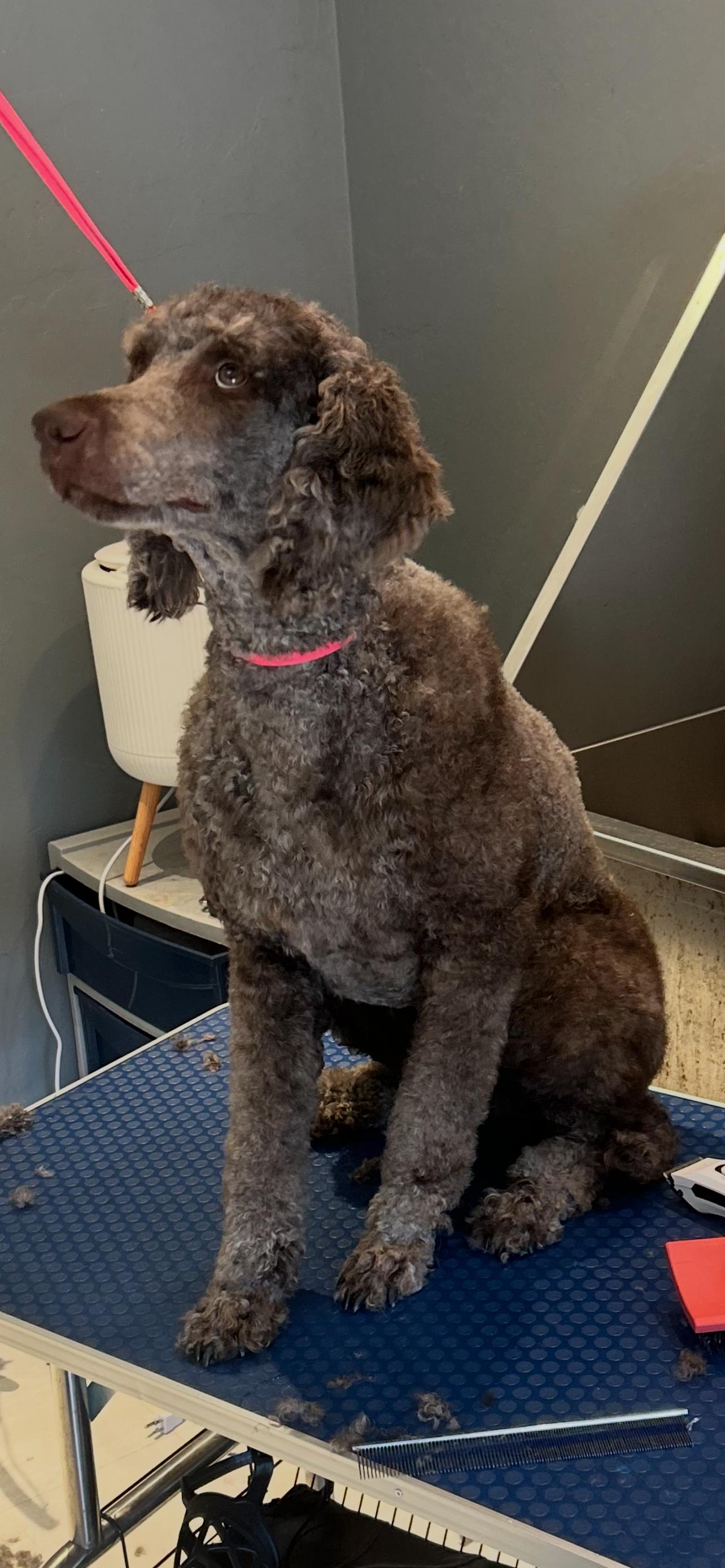 Enlarge MILLIE 375, a ADOPTABLE mixed breed in Milwaukee, WI image 1/3
