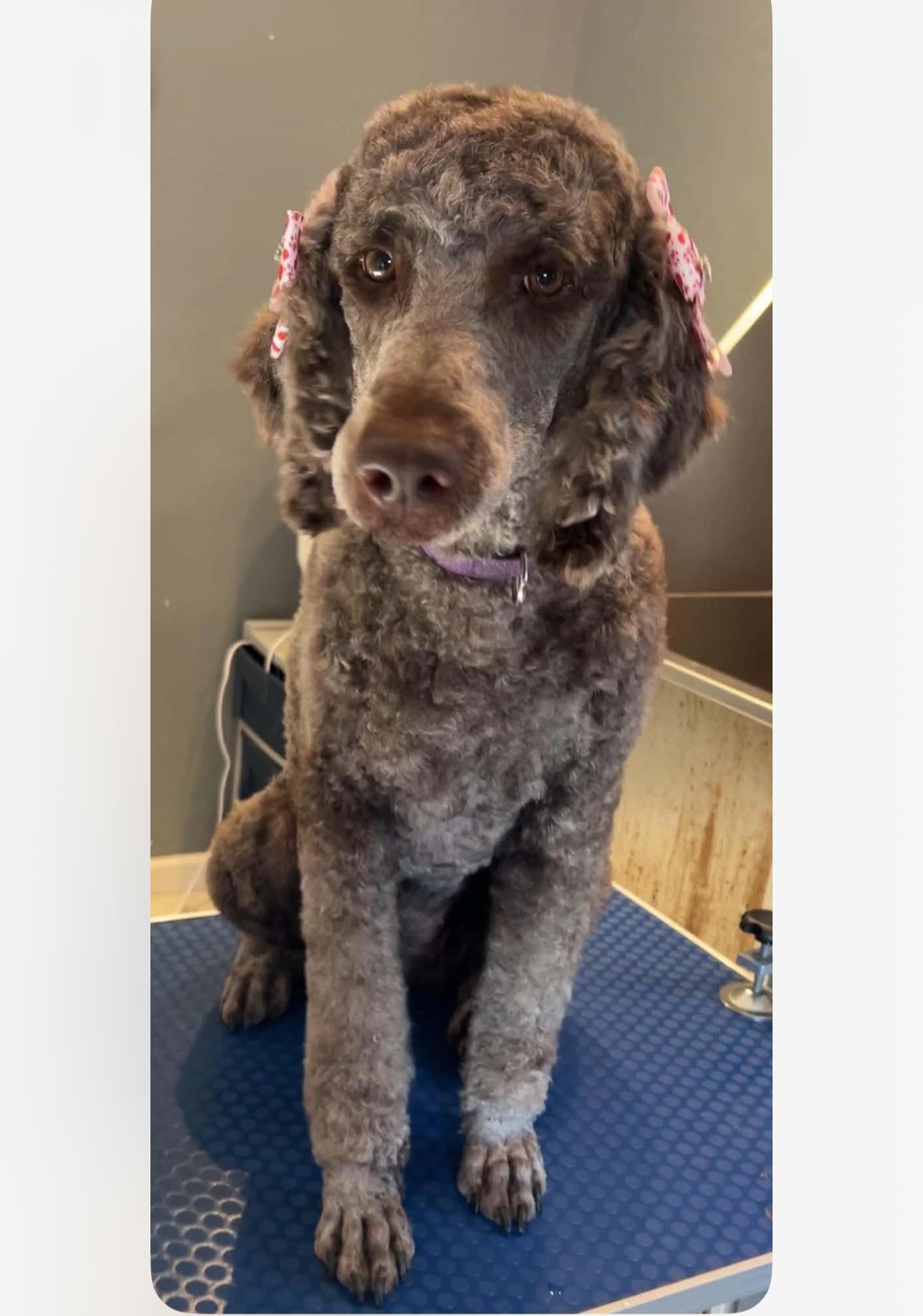 Enlarge MILLIE 375, a ADOPTABLE mixed breed in Milwaukee, WI image 2/3
