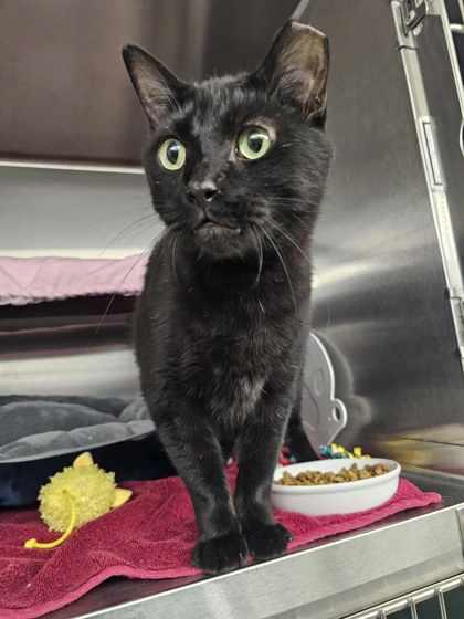 Batman, Adoptable, Adult Male Domestic Short Hair & Domestic Short Hair.