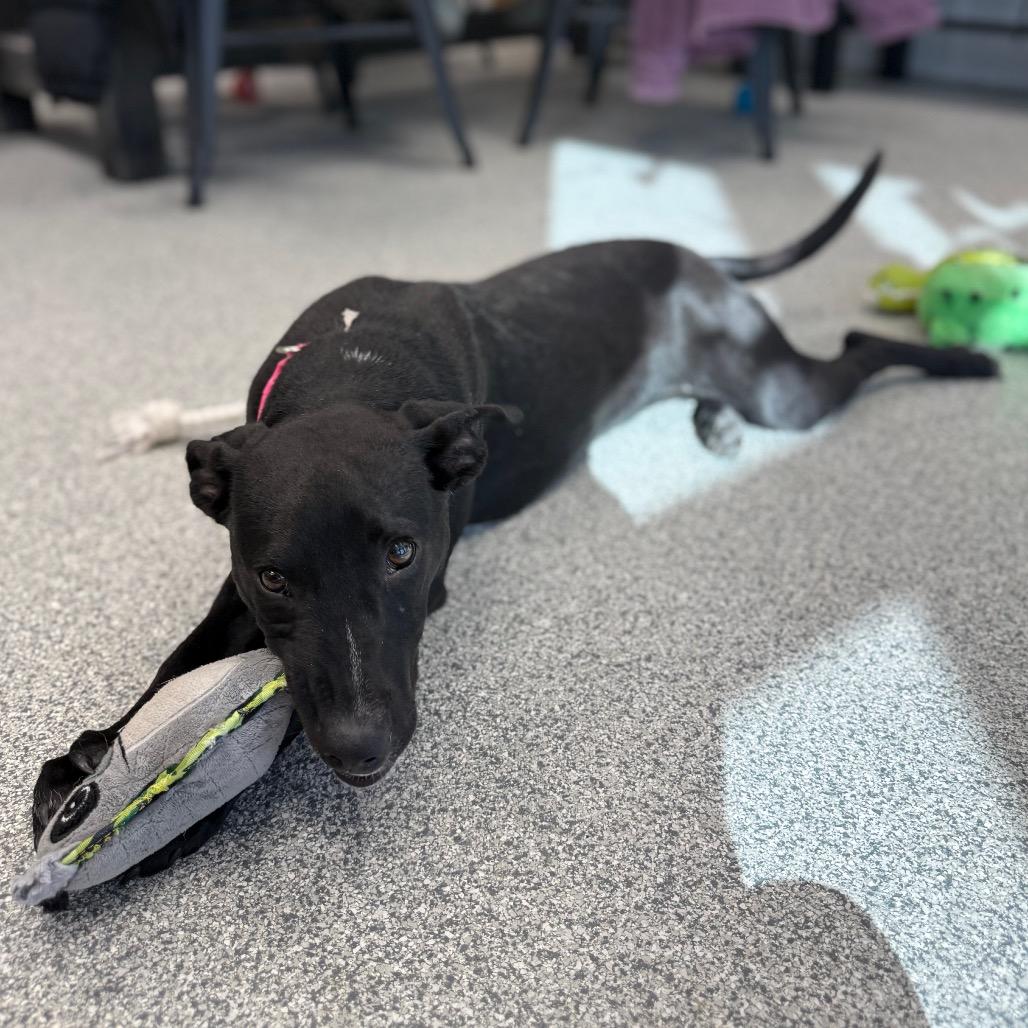Enlarge Spaghetti, a Adoptable mixed breed in Monticello, IA image 6/6