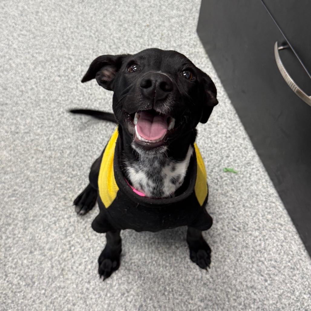 Enlarge Spaghetti, a Adoptable mixed breed in Monticello, IA image 1/6