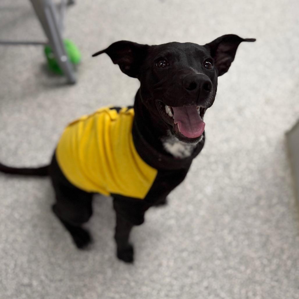 Enlarge Spaghetti, a Adoptable mixed breed in Monticello, IA image 5/6