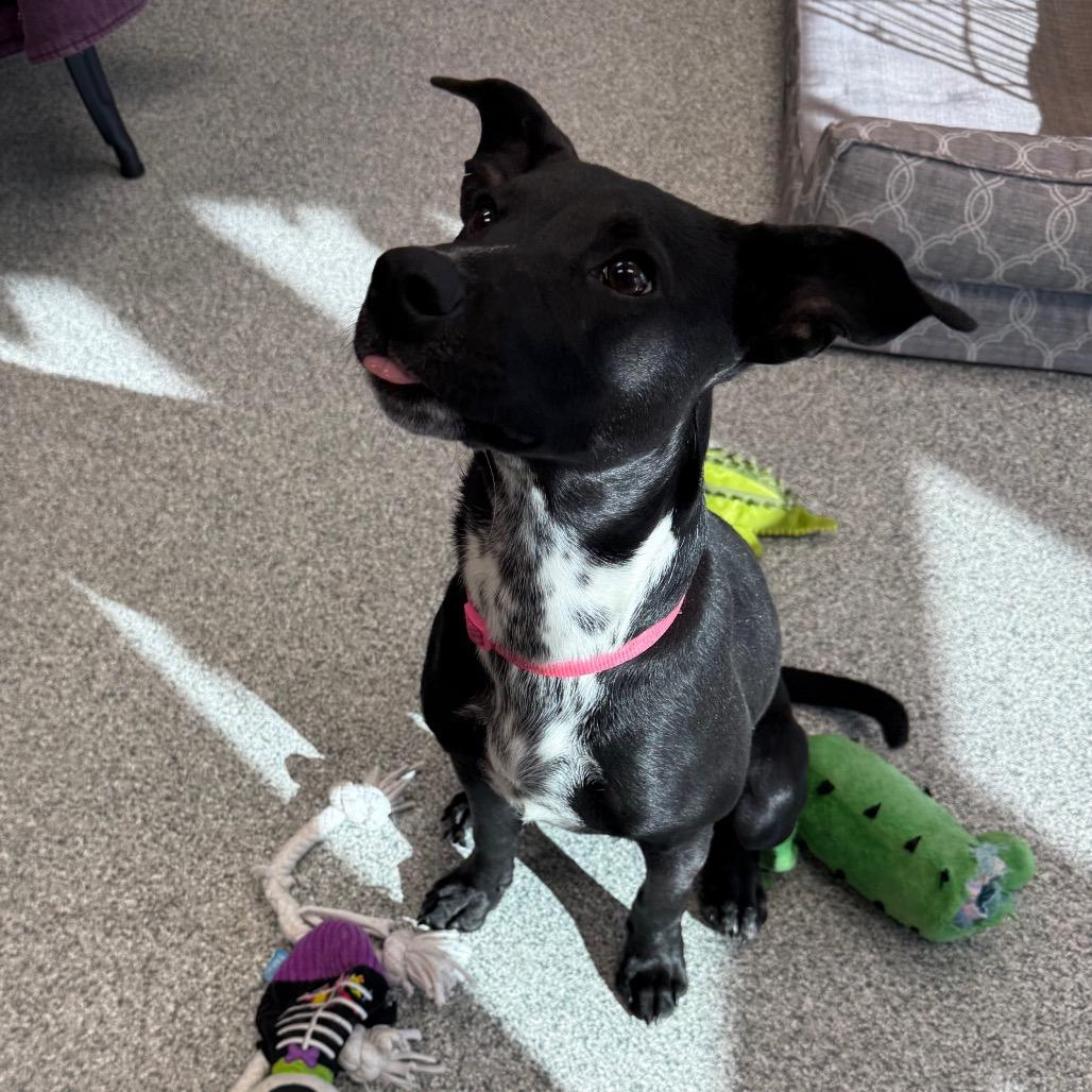 Enlarge Spaghetti, a Adoptable mixed breed in Monticello, IA image 2/6