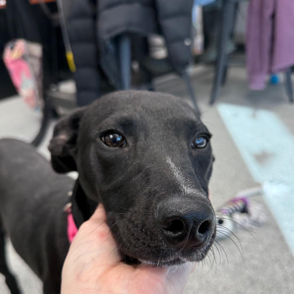 Enlarge Spaghetti, a Adoptable mixed breed in Monticello, IA image 4/6