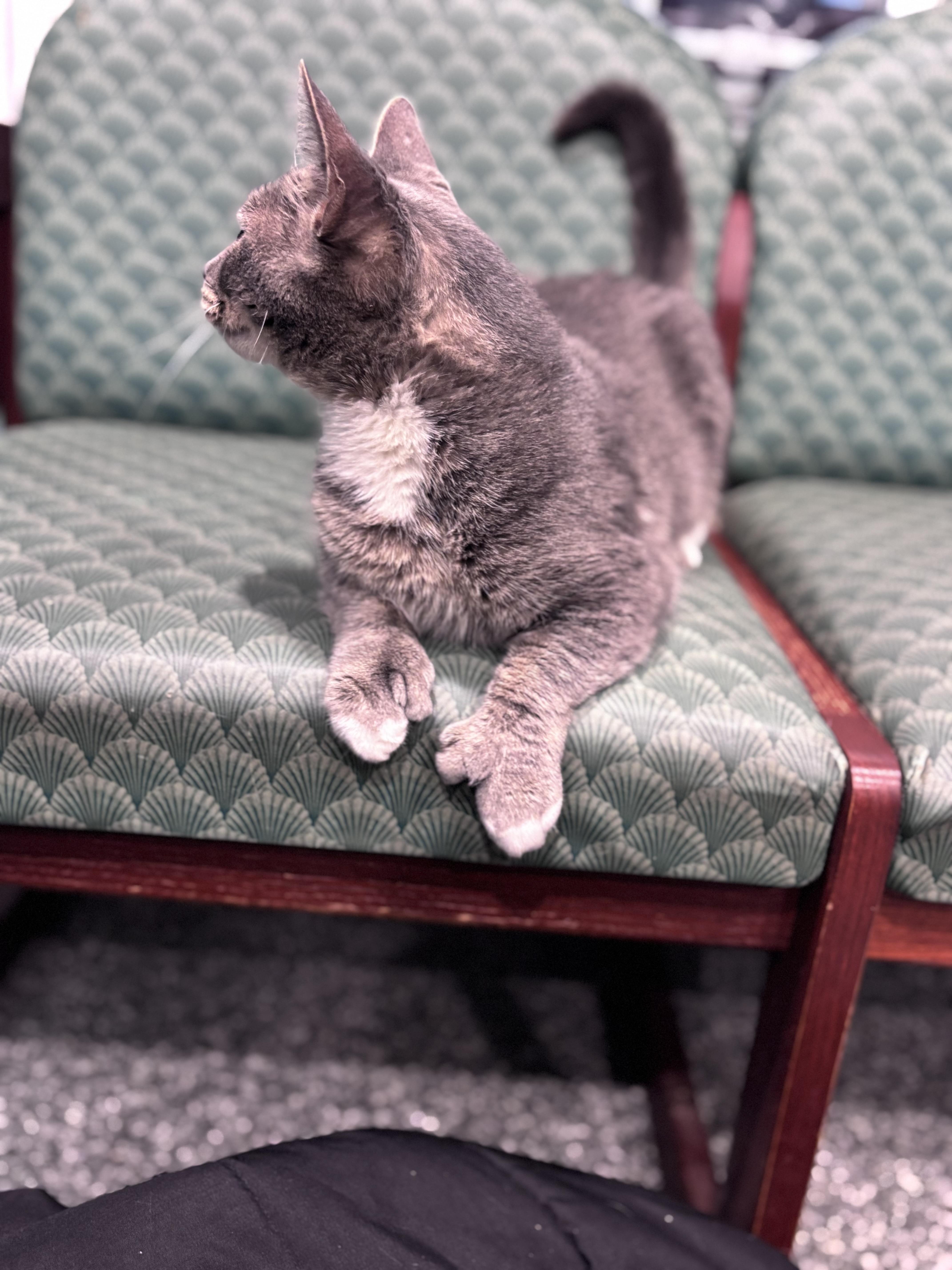 Hillary Swank, Adoptable, Adult Female Domestic Short Hair.