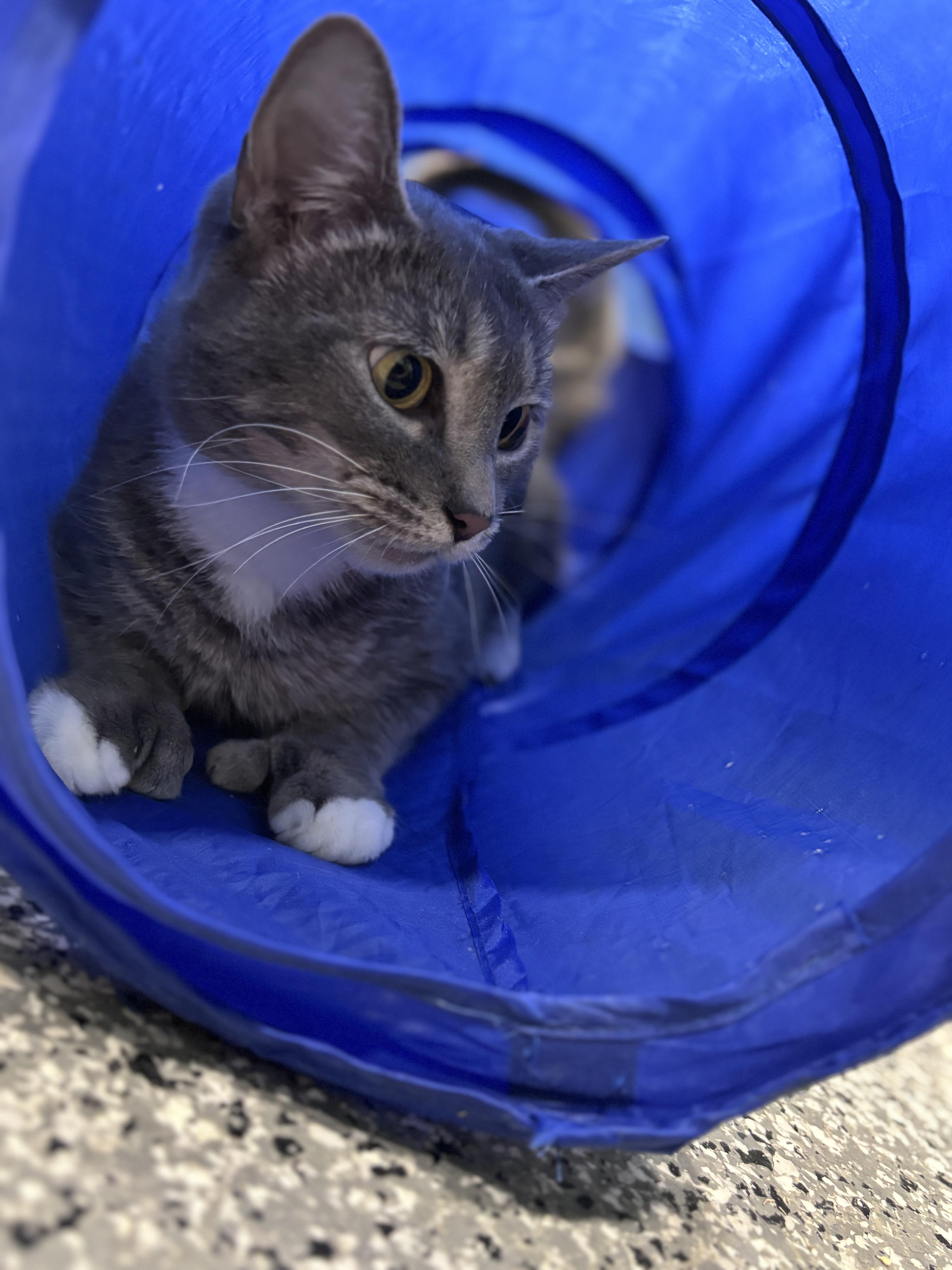 Enlarge Hillary Swank, a Adoptable Domestic Short Hair in Blackstone, MA image 2/3