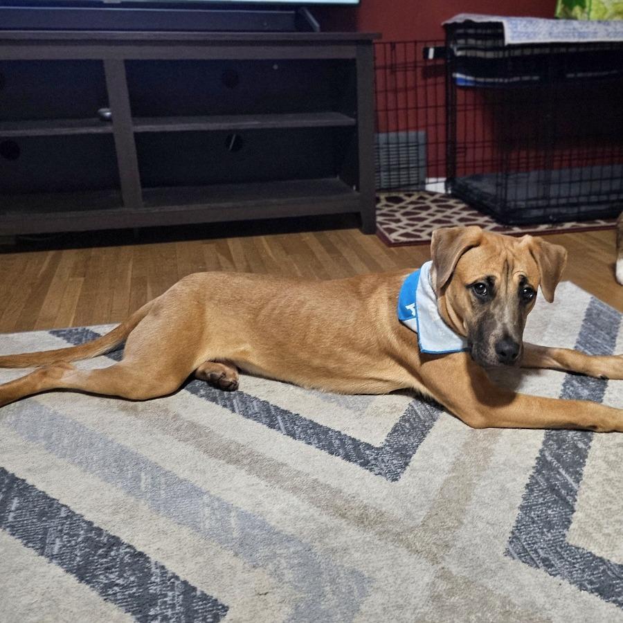 Kovu, Adoptable, Young Male Black Mouth Cur & Mixed Breed.