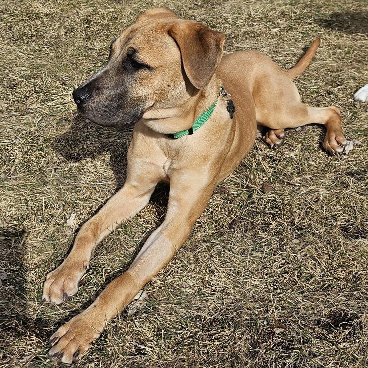 Enlarge Kovu, a Adoptable mixed breed in St. Paul, MN image 2/5