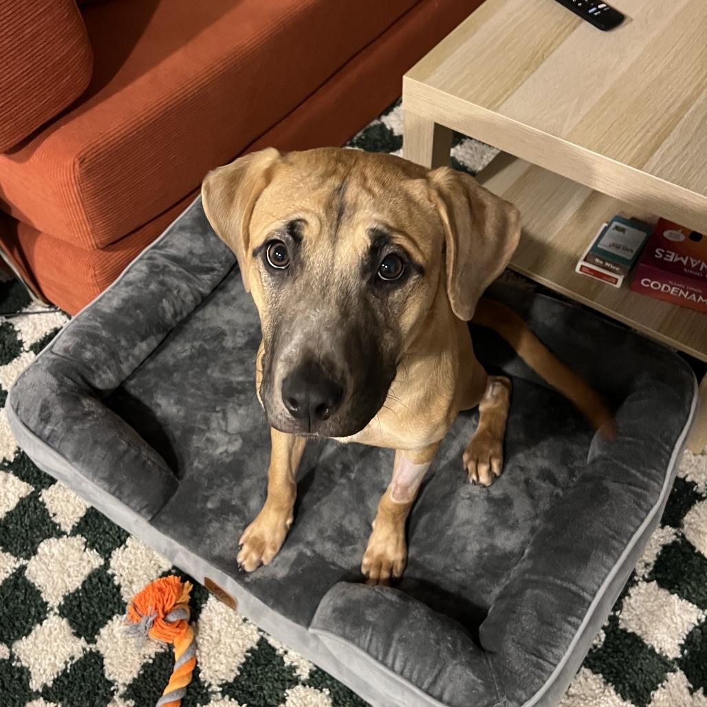 Enlarge Kovu, a Adoptable mixed breed in St. Paul, MN image 1/1