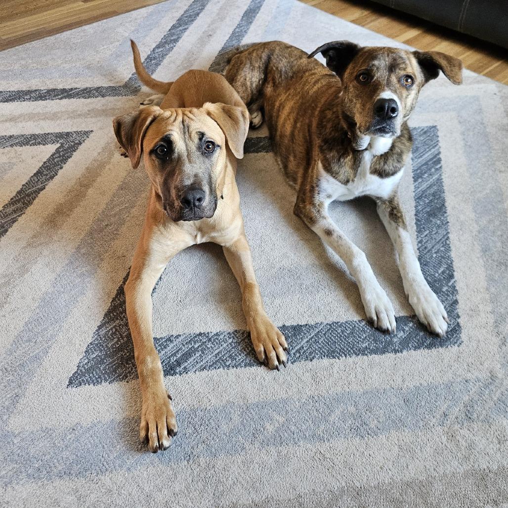 Enlarge Kovu, a Adoptable mixed breed in St. Paul, MN image 4/5