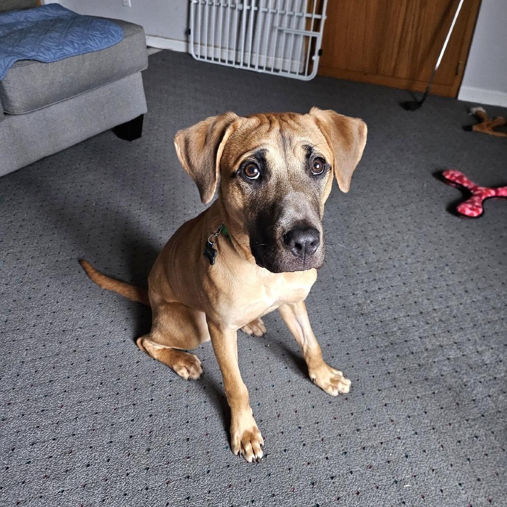 Enlarge Kovu, a Adoptable mixed breed in St. Paul, MN image 5/5