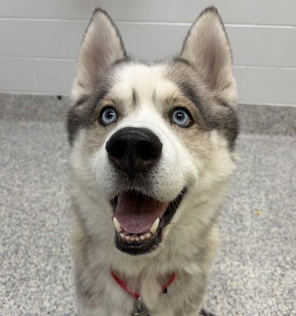 Wasabi, Adoptable, Adult Male Siberian Husky.