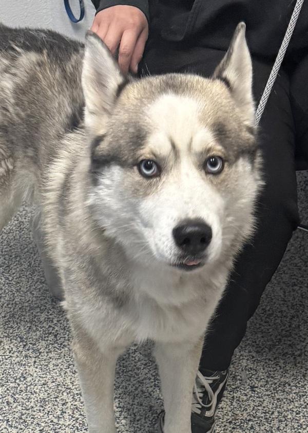 Wasabi, a Adoptable mixed breed in Golden, CO image 2/4